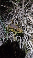 Trachycephalus imitatrix