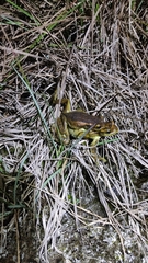 Trachycephalus imitatrix