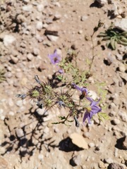 Solanum citrullifolium