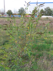 Buddleja davidii