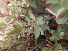Veronica pinguifolia