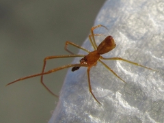 Neospintharus trigonum