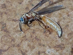 Apoica