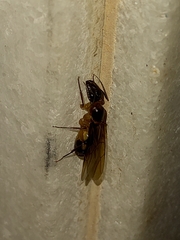 Camponotus substitutus