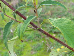 Buddleja davidii