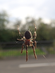 Larinioides sclopetarius