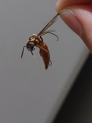 Apoica