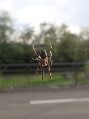 Larinioides sclopetarius