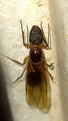 Camponotus substitutus