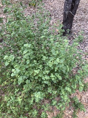 Chenopodium robertianum