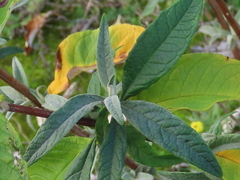 Buddleja davidii