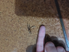 Apoica