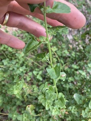 Chenopodium robertianum
