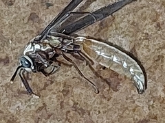 Apoica