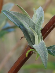 Buddleja davidii