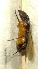 Camponotus substitutus