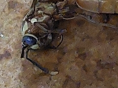 Apoica