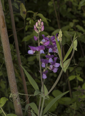 Lathyrus magellanicus