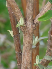 Buddleja davidii