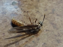 Apoica