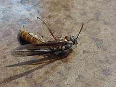 Apoica