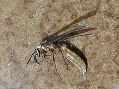 Apoica