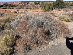Eriogonum heermannii
