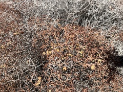 Eriogonum heermannii