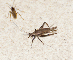 Lerneca