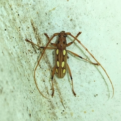 Eburodacrys truncata