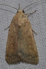 Caradrina flava
