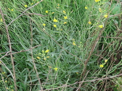Diplotaxis tenuifolia