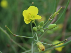 Diplotaxis tenuifolia