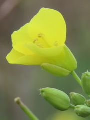 Diplotaxis tenuifolia