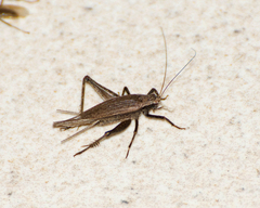 Lerneca