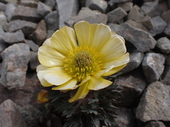 Ranunculus haastii
