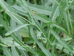 Diplotaxis tenuifolia