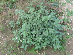 Solanum nigrum