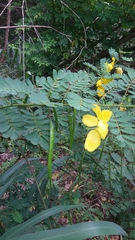 Senna aversiflora