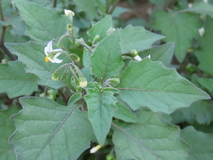 Solanum nigrum