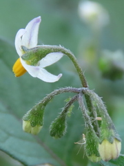 Solanum nigrum