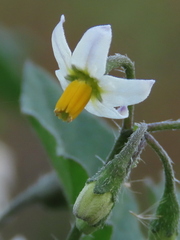 Solanum nigrum