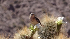 Mimus dorsalis