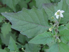 Solanum nigrum