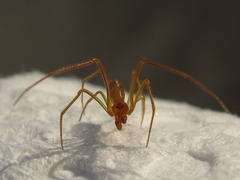 Neospintharus trigonum