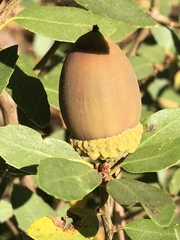 Quercus vacciniifolia