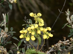 Calceolaria crenata
