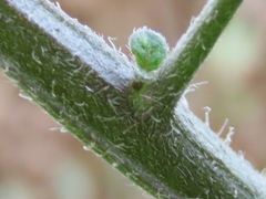 Solanum nigrum