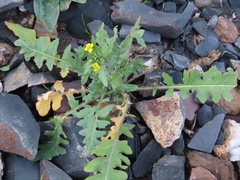 Sisymbrium