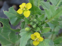 Sisymbrium
